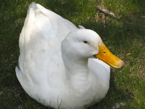 white duck with a yellow bill