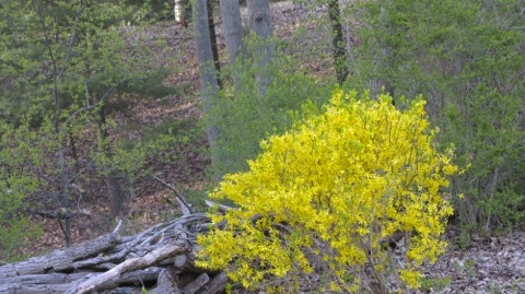 Forsythia blooming by the lakeside