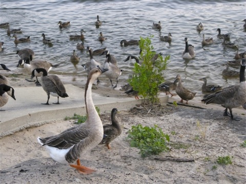 Ducks and geese - New Buffalo, Michigan