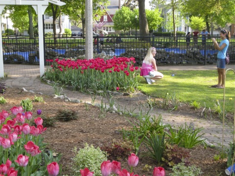 Tulips blooming in a park - Holland, Michigan