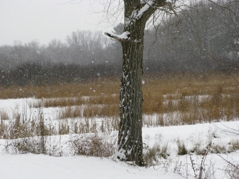 Snow falling on the Peterson Preserve - Saugatuck Michigan- copyright Sharon Pisacreta