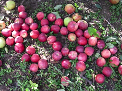 apples on the ground in Fennville, Michigan