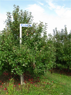 Gala apple trees in an orchard in Fennville, Michigan