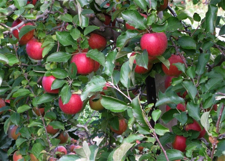 Closeup of red apples in a tree - Fennville, Michigan