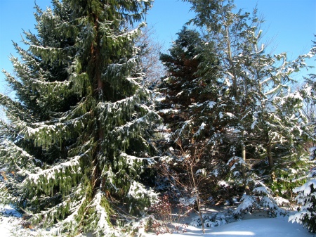 Snow covered pine trees along a cross country ski trail - Kent County, Michigan
