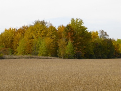 Brown field in autumn with colorful trees along the edge in Fennville, MI
