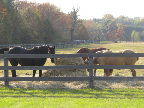 Horses eating hay in Fennville, Michigan