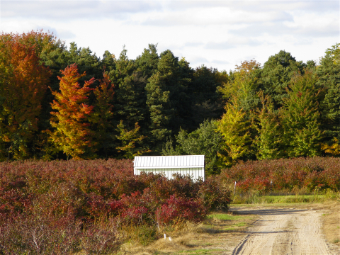 Autumn tree colors at the Krupka Blueberry Farm in Saugatuck Township, Michigan