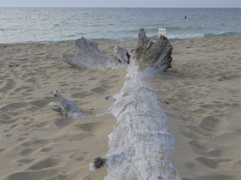 bleached log half buried in the sand at Oval Beach in Saugatuck, Michigan