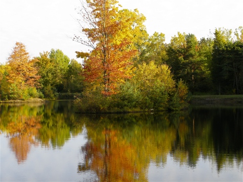 Turning trees reflected in pond - west Michigan