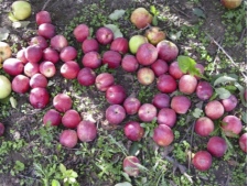 apples_on_ground-IMG_5565-225px