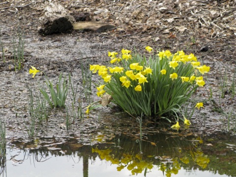 daffodils by the waterside
