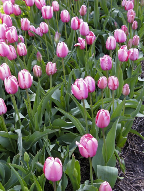 Pink tulips