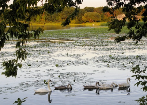 swans in pond with lilypads