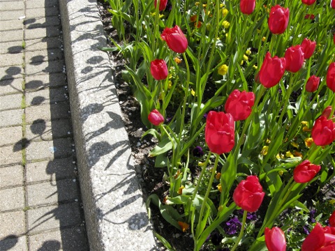 Red tulips