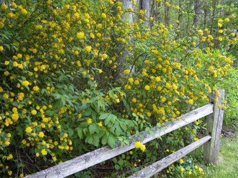 A bush with yellow flowers in a wooded setting