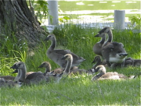 Goslings in the grass - Douglas, Michigan