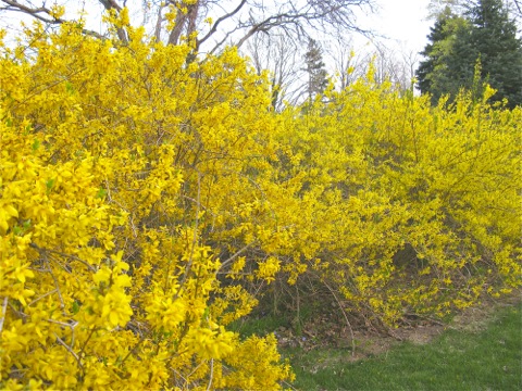 Forsythia in bloom - Michigan