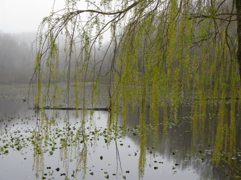 Pond and weeping willow in spring - Peterson preserve - Saugatuck, Michigan