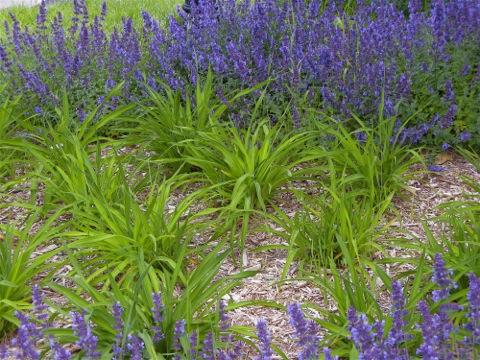 Purple flowers - Douglas, Michigan