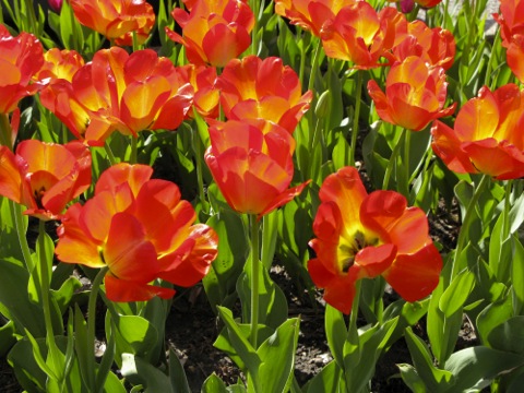 Red tulips - Holland, Michigan