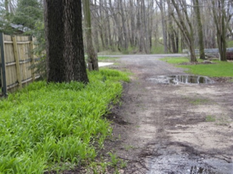 Puddles on a muddy road in spring - Michigan