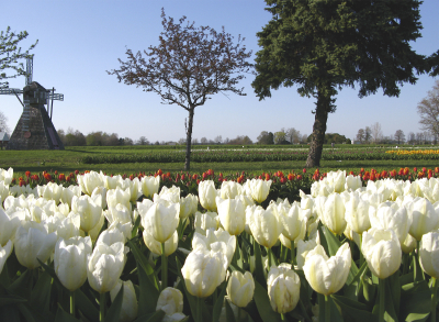 tulip-white-veldheer