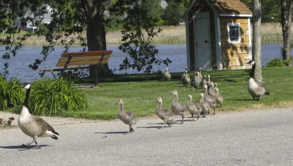 Adult geese and a line of goslings on land near Wade's Bayou in Douglas, Michigan