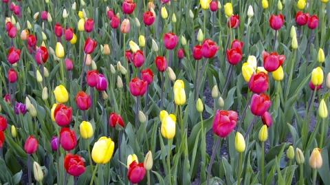 Red and yellow tulips in west Michigan