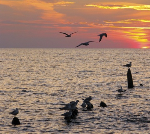 Seagulls against a sunset on Lake Michigan - Saugatuck, MI