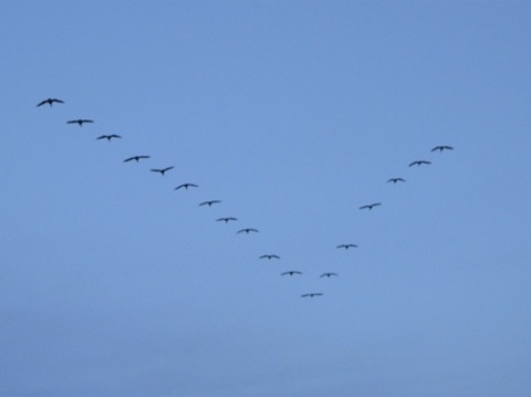 A vee shaped flock of geese in the dusk sky - Douglas, MI