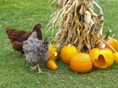 Fancy Chickens Pumpkins and cornstalks in Fennville, MI