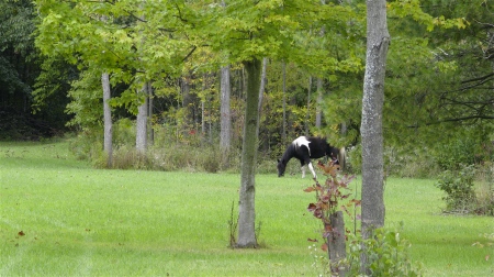 Black and white horse grazing in the trees - Fennville, MI
