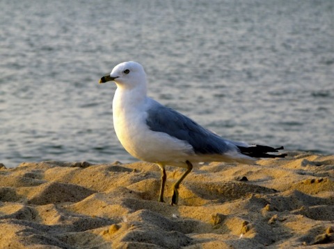 Seagull at dusk on the sand - New Buffalo, MI