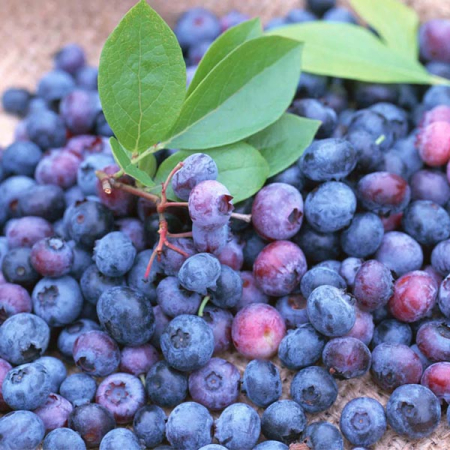 Pile of fresh blueberries with some leaves