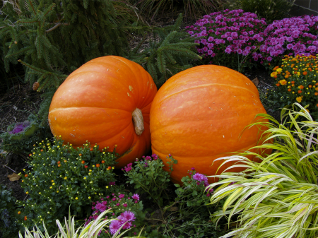 two pumpkins in a flower garden