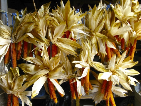 KhnemuFallCorn-480px