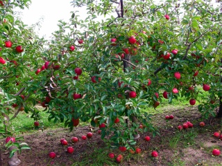 fruiting apple tree - Fennville Michigan