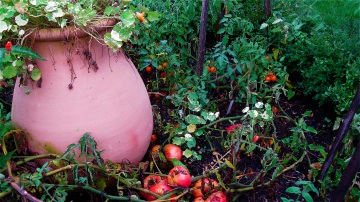 pink pot and tomatoes - Douglas Michigan