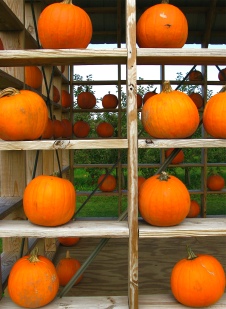 Pumpkins on Shelves - Fennville Michigan
