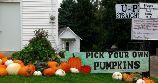 U Pick Pumpkins - Fennville Michigan
