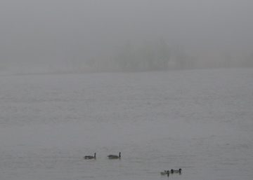 Fog and birds on Lake Michigan - Saugatuck