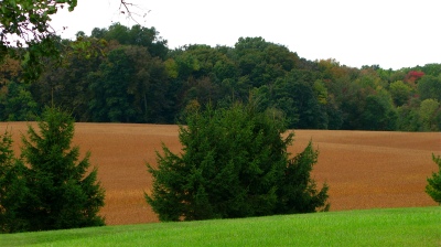 post harvest field and trees