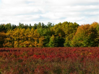 red autumn blueberry trees