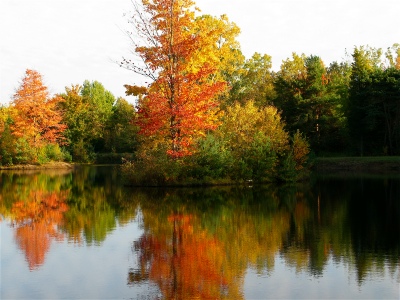 Autumn Leaves reflected in pond - Saugatuck Michigan