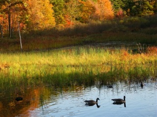 Autumn trees and geese on pond - Saugatuck, Michigan