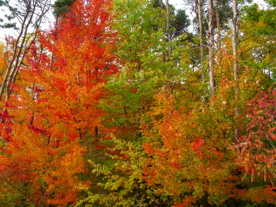 Colorful autumn trees - Fennville, Michigan