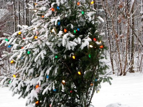 Pine with christmas lights covered in snow - Douglas Michigan
