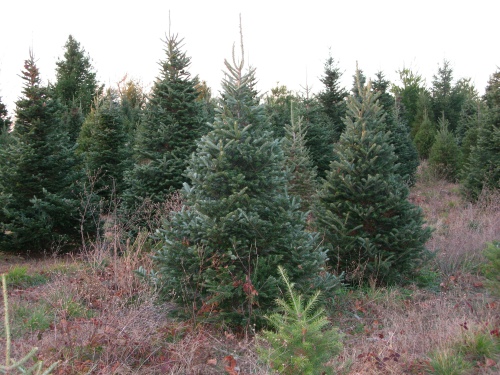trees growing on christmas tree farm - Fennville, Michigan