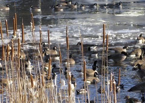 Geese and ducks on a partly frozen pond - copyright Sharon Pisacreta